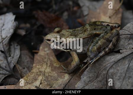 Holzfrosch (Lithobates sylvaticus) aus Leelanau County, Michigan, USA. Stockfoto
