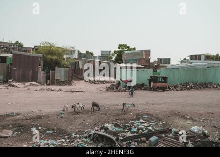 Dschibuti, Dschibuti - 21. Mai 2021: Eine kleine und arme Barackenstadt in Dschibuti. Frauen sitzen unter einem Zelt. Tiere auf der Suche nach Nahrung. Redaktionelle Aufnahme in DJ Stockfoto