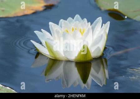 American White Water-Lily (Nymphaea odorata) aus Leelanau County, Michigan, USA. Stockfoto