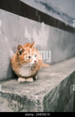 Eine streunende Katze saß auf den Steintreppen Stockfoto