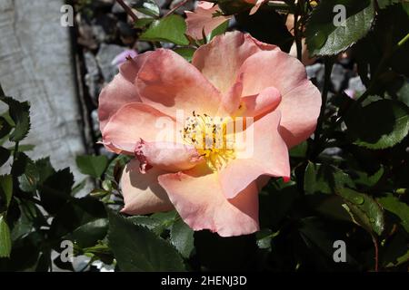 Eine rosa und gelbe Rose auf einem Strauch Stockfoto