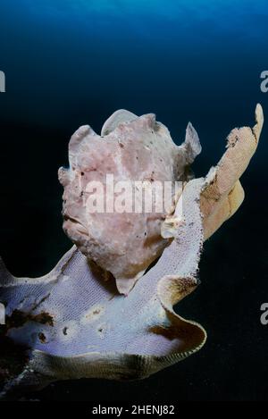 Ein Ganzkörperfoto des Anglerfisches von Commerson oder des riesigen Anglerfisches Antennarius commerson mit deutlich sichtbarem Köder (Illicium), der auf dem Schwamm sitzt. Stockfoto