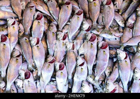 Frisch gefangener Fisch in einem Fischgeschäft in der Nähe der Galata-Brücke in Istanbul, Türkei. Stockfoto
