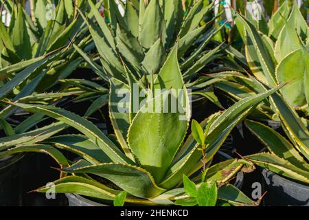 Aloe Vera Pflanzen in Blumentöpfen aus nächster Nähe Stockfoto