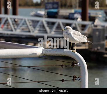 Ringschnabel-Möwe, die auf einem Zaun im Seehafen sitzt. Selektiver Fokus, niemand, Reisefoto. Stockfoto