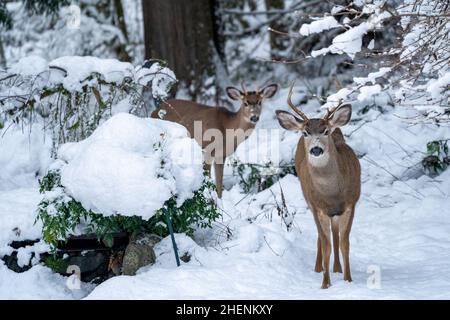 Issaquah, Washington, USA. Zwei junge Mule Deer buckelt im Schnee. Stockfoto