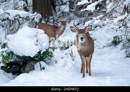 Issaquah, Washington, USA. Zwei junge Mule Deer buckelt im Schnee. Stockfoto