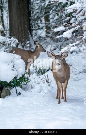 Issaquah, Washington, USA. Zwei junge Mule Deer buckelt im Schnee. Stockfoto