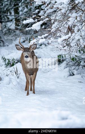 Issaquah, Washington, USA. Junger Mule-Hirsch im Schnee. Stockfoto
