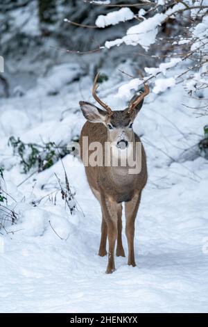 Issaquah, Washington, USA. Junger Mule-Hirsch im Schnee. Stockfoto