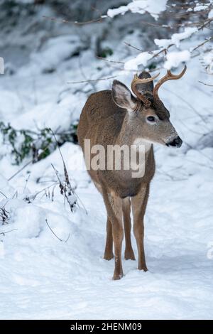 Issaquah, Washington, USA. Junger Mule-Hirsch im Schnee. Stockfoto