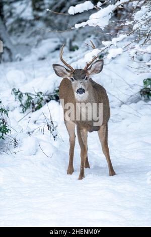 Issaquah, Washington, USA. Junger Mule-Hirsch im Schnee. Stockfoto