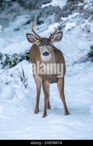 Issaquah, Washington, USA. Junger Mule-Hirsch im Schnee. Stockfoto