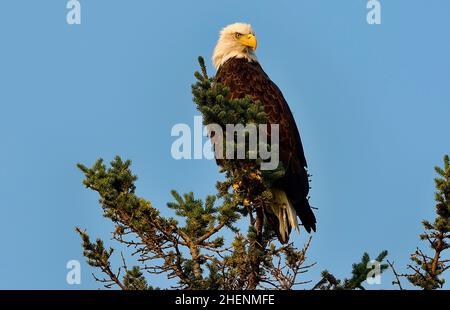 Ein erwachsener Weißkopfseeadler ' Haliaeetus leucocephalus', der auf einer Fichte im Jasper National Park, Alberta, Kanada, thront. Stockfoto