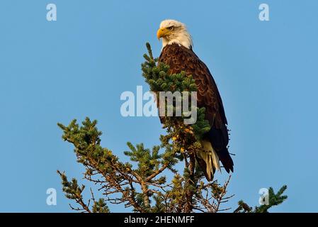 Ein erwachsener Weißkopfseeadler ' Haliaeetus leucocephalus', der auf einer Fichte im Jasper National Park, Alberta, Kanada, thront. Stockfoto