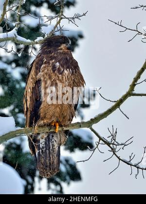 Ein unreifer Weißkopfseeadler (Haliaeetus leucocephalus), der in einem schweren Schneesturm im ländlichen Alberta in Kanada in einem Espenbaum thront. Stockfoto