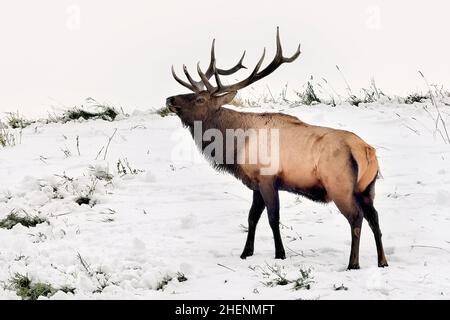 Ein großer Bullenelch (Cervus elaphus), der während der Brunftzeit im ländlichen Alberta in Kanada über seine Schulter blickt Stockfoto