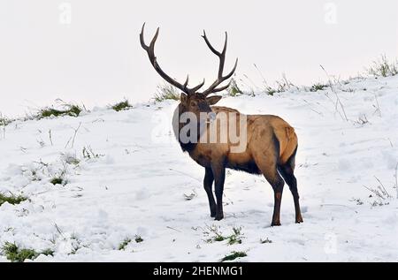 Ein großer Bullenelch (Cervus elaphus), der während der Brunftzeit im ländlichen Alberta in Kanada über seine Schulter blickt Stockfoto