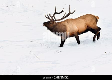 Ein großer Bullenelch (Cervus elaphus), der während der Brunftzeit im ländlichen Alberta in Kanada durch den tiefen Schnee läuft Stockfoto