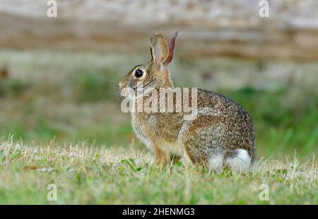 Ein wilder östlicher Cottontail-Hase 'Sylvilagus floridanus', der in einem grasbewachsenen Gebiet auf Vancouver Island, British Columbia, Kanada, sitzt. Stockfoto