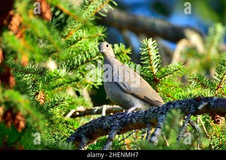 Eine wilde pazifische Region, Eurasische Halsbandtaube (Streptopelia decaocto), die auf einem Baumzweig auf Vancouver Island in British Columbia, Kanada, thront Stockfoto