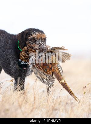 Ein Drahthaar-Jagdhund mit einem Hahn Pheasant in South Dakota Stockfoto