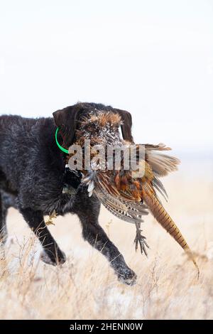 Ein Drahthaar-Jagdhund mit einem Hahn Pheasant in South Dakota Stockfoto