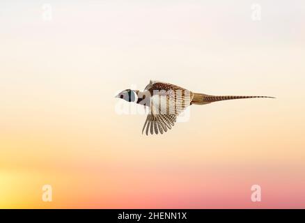 Fliegender Hahnenschwein über den Abendhimmel von South Dakota Stockfoto