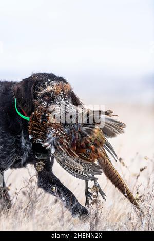 Ein Drahthaar-Jagdhund mit einem Hahn Pheasant in South Dakota Stockfoto