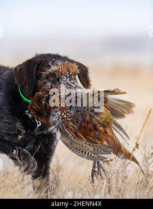 Ein Drahthaar-Jagdhund mit einem Hahn Pheasant in South Dakota Stockfoto