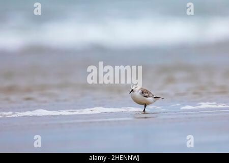 Sanderling, Calidris alba, Nahrungssuche am sandigen Pismo State Beach, Kalifornien, USA Stockfoto