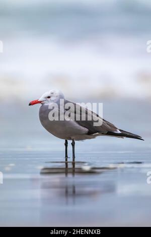 Heermann's Gull, Larus heermanni, am Pismo State Beach, Kalifornien, USA Stockfoto