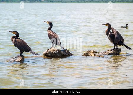 Drei große Kormorane, Phalacrocorax carbo, stehen auf einem Stein am Ufer des Meeres. Der große Kormoran, Phalacrocorax carbo, bekannt als der große Schwarze Stockfoto