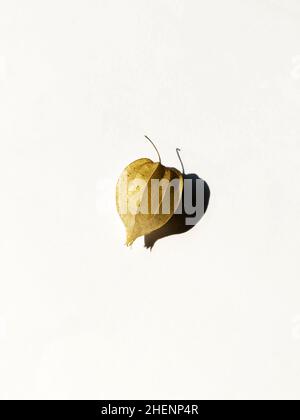 Ein getrockneter Tomatillo auf weißem Hintergrund Stockfoto