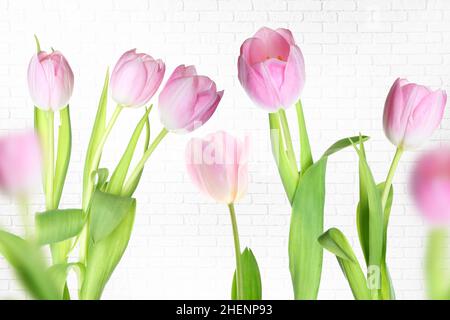 Schöne Tulpenblumen auf weißem Backstein Hintergrund Stockfoto