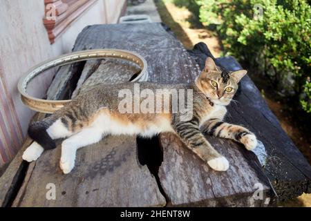 Graue tabby Katze entspannen auf Holzschreibtisch im Wohnbereich Stockfoto