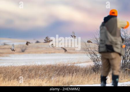 Ein Jäger, der auf ein covey of Hungarian Partridge in North Dakota schießt Stockfoto