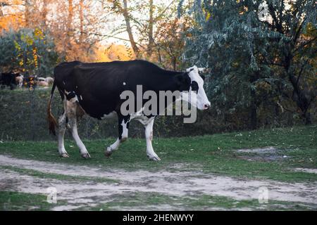 Schwarz-weiße Kuh pasting und Wandern mit Bäumen im Hintergrund in der Nähe Landstraße in Wiese im Wald im Herbst. Bauernleben. Naturprodukte Stockfoto