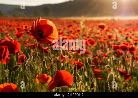 mohnblume auf dem Feld. Schöne Naturkulisse im Abendlicht. Ländliche Landschaft im Frühling Stockfoto