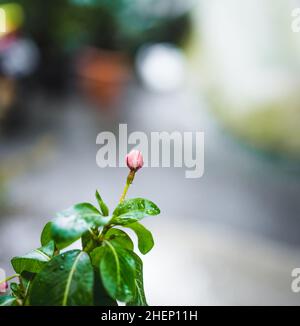 Nahaufnahme der roten Blütenknospe, die von Wassertropfen bedeckt ist, die von einem Regen im Hintergrund der Stadt stammen. Stockfoto