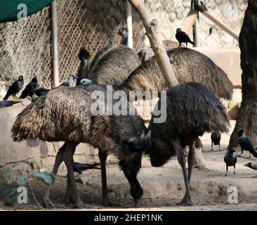 Emu (Dromaius novaehollandiae) im Zoo auf Nahrungssuche : (pix SShukla) Stockfoto