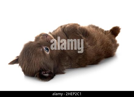 Junge pomeranian vor weißem Hintergrund Stockfoto