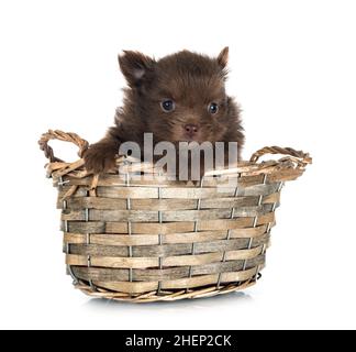 Junge pomeranian vor weißem Hintergrund Stockfoto