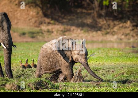 Das Elefantenkalb (Loxodonta africana) spritzt Wasser in Feuchtgebieten. Die Ohren spreizen sich, geht von links nach rechts. Der Untere Sambesi-Nationalpark, Sambia Stockfoto