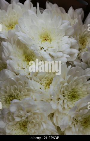 Schönes Bouquet von wunderschönen weißen Chrysanthemen in voller Blüte. Stockfoto