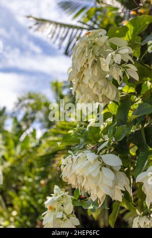 Weiß blühenden Mussaenda oder Buddha's Lampe und blauer Himmel im Hintergrund. Bali, Indonesien Stockfoto