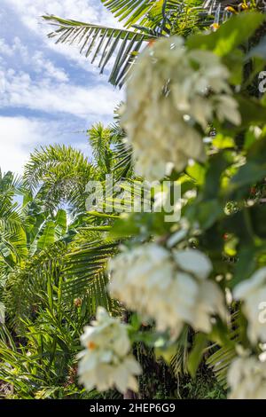 Weiß blühenden Mussaenda oder Buddha's Lampe und blauer Himmel im Hintergrund. Bali, Indonesien Stockfoto