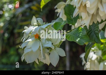 Weiß blühenden Mussaenda oder Buddha's Lampe und blauer Himmel im Hintergrund. Bali, Indonesien Stockfoto