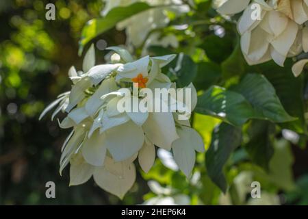 Weiß blühenden Mussaenda oder Buddha's Lampe und blauer Himmel im Hintergrund. Bali, Indonesien Stockfoto