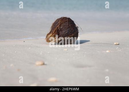 Eine Kokosnuss, die auf dem glitzernden weißen Sand von Dubai in den Vereinigten Arabischen Emiraten gespült wurde Stockfoto